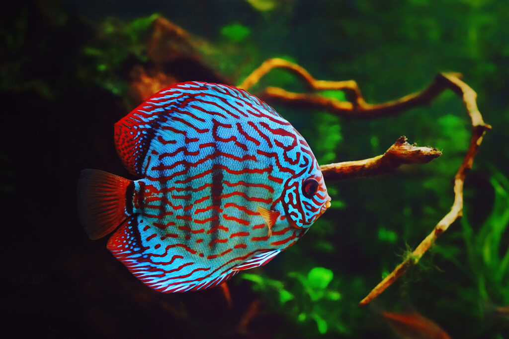 Discus fish in aquarium, tropical fish. Symphysodon discus from Amazon river. Blue diamond, snakeskin, red turquoise colors